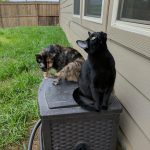 Gardening with the Furkids